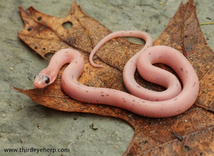 Plains Garter Snake